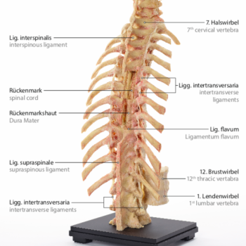 Spine