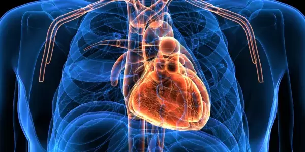 Rolfing® Structural Integration and the "Liberation of the Heart"
